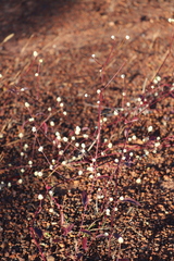 Alternanthera brasiliana