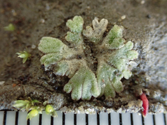 Riccia frostii