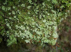 Philonotis scabrifolia
