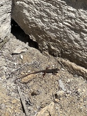 Aspidoscelis angusticeps