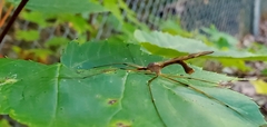 Tipula
