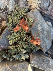 Sedum obtusatum