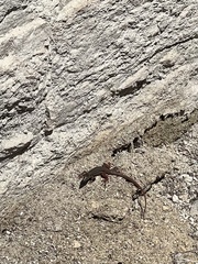 Aspidoscelis angusticeps