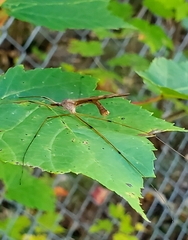 Tipula