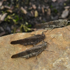 Trimerotropini