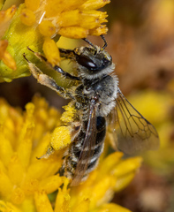 Andrena isocomae