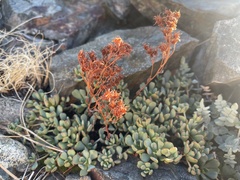 Sedum obtusatum