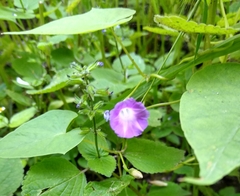 Ipomoea dumetorum