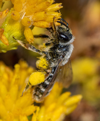 Andrena isocomae