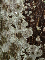 Lecanora hybocarpa