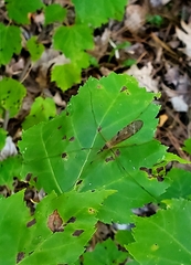 Tipula