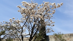 Tabebuia roseoalba