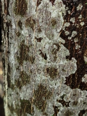 Lecanora hybocarpa