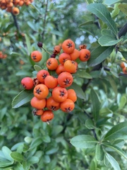 Pyracantha coccinea