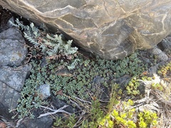 Sedum obtusatum