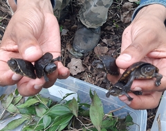 Kinosternon creaseri