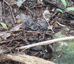 Kinosternon creaseri