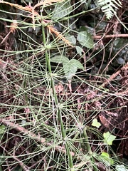Equisetum