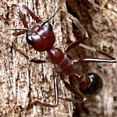 Myrmecia regularis