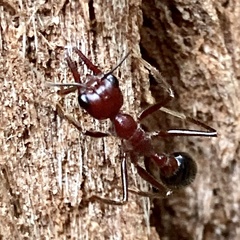 Myrmecia regularis