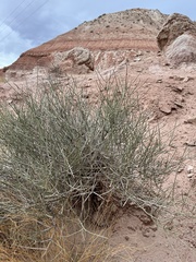 Ephedra