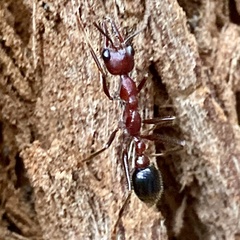 Myrmecia regularis