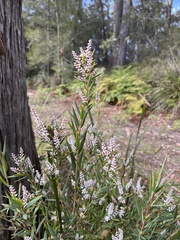 Leucopogon australis