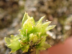 Physcomitrium patens