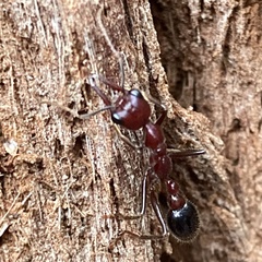 Myrmecia regularis
