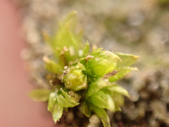 Physcomitrium patens