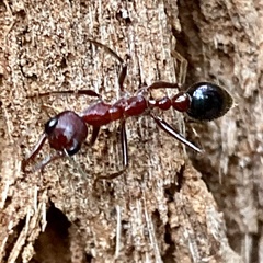 Myrmecia regularis
