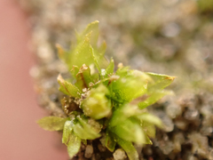 Physcomitrium patens