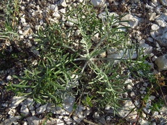 Hymenopappus