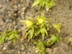 Physcomitrium patens