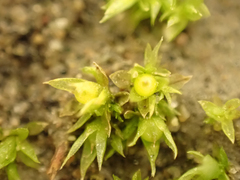 Physcomitrium patens