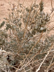 Atriplex confertifolia