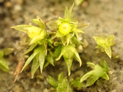 Physcomitrium patens