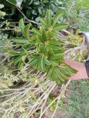 Heptapleurum arboricola