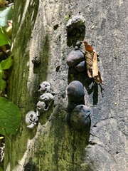 Daldinia childiae