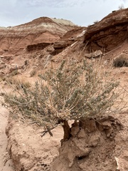 Atriplex confertifolia