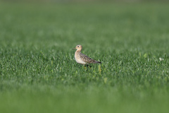 Calidris subruficollis