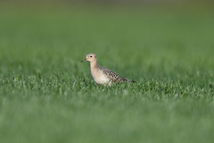 Calidris subruficollis