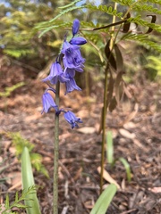 Hyacinthoides