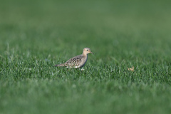Calidris subruficollis
