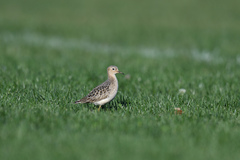 Calidris subruficollis