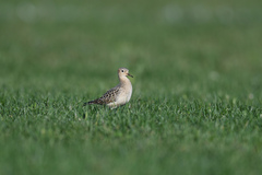Calidris subruficollis