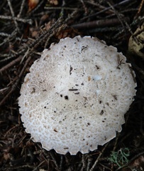 Agaricus augustus