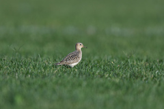 Calidris subruficollis