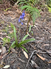 Hyacinthoides