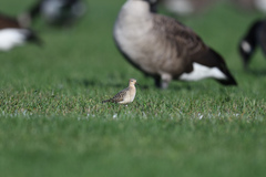 Calidris subruficollis